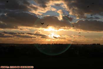 IMG_ (10985)